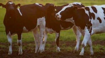 Banner Veehouderij met koeien